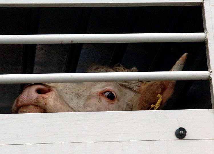 Eine Kuh schaut aus einer Öffnung eines Tiertransporters.