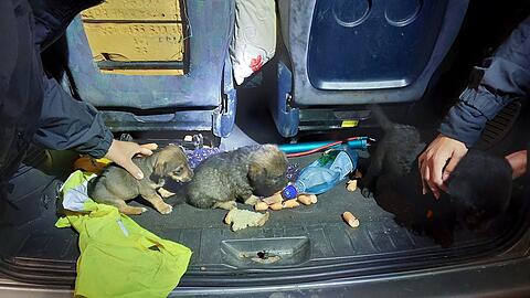 Die Hundewelpen wurden in verdreckter Umgebung transportiert.