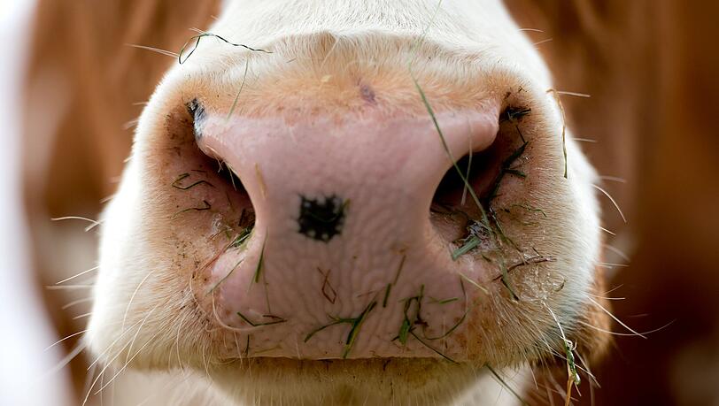 Der Landwirt bereitete das Tier zum Melken vor, als es aus bislang ungekl&auml;rter Ursache ausschlug. (Symbolbild)