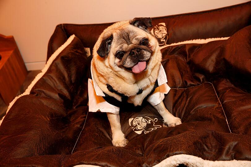 Mops Sir Henry