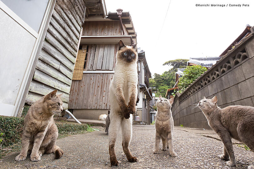 Diese japanische Katze sieht aus, wie der Anführer einer Gang.
