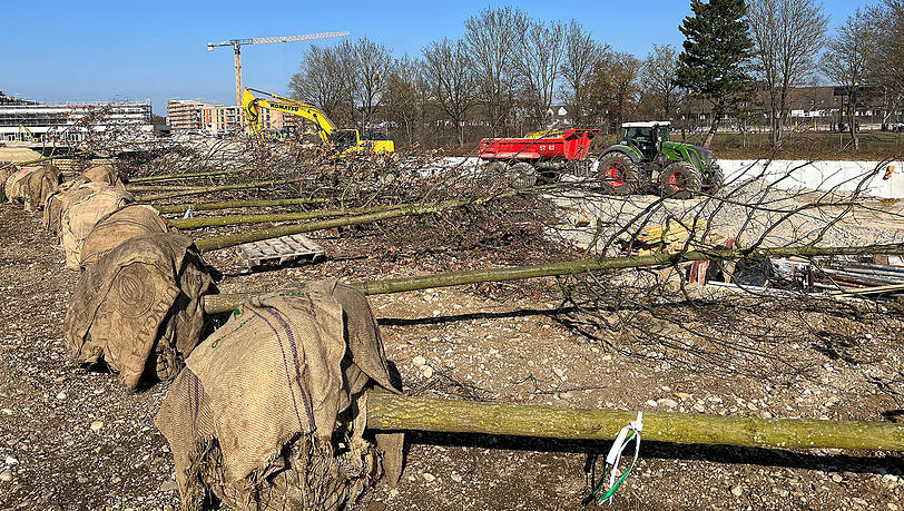 Auch rund um den Parksee werden in dieser Woche neue Bäume gepflanzt. Auch rund um den Parksee werden in dieser Woche neue Bäume gepflanzt.