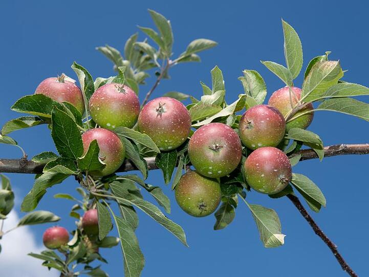 Apfelplantage im Alten Landin Niedersachsen.