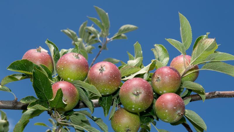 Apfelplantage im Alten Landin Niedersachsen. Apfelplantage im Alten Landin Niedersachsen.
