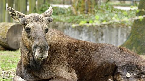 Seit drei Wochen sind die neuen Elch-Kühe bereits in Hellabrunn.
