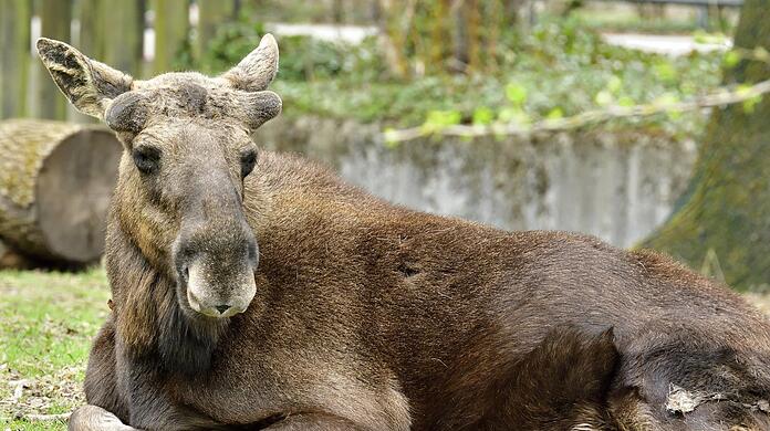 Seit drei Wochen sind die neuen Elch-Kühe bereits in Hellabrunn.