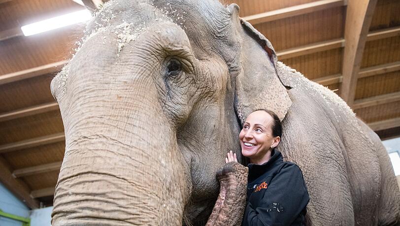 Jana-Mandana Lacey-Krone, Direktorin des Circus Krone, streichelt im Elefantenhaus auf dem Gel&auml;nde des Circus Krone die indische Elefantenkuh Bara. (Archivbild)