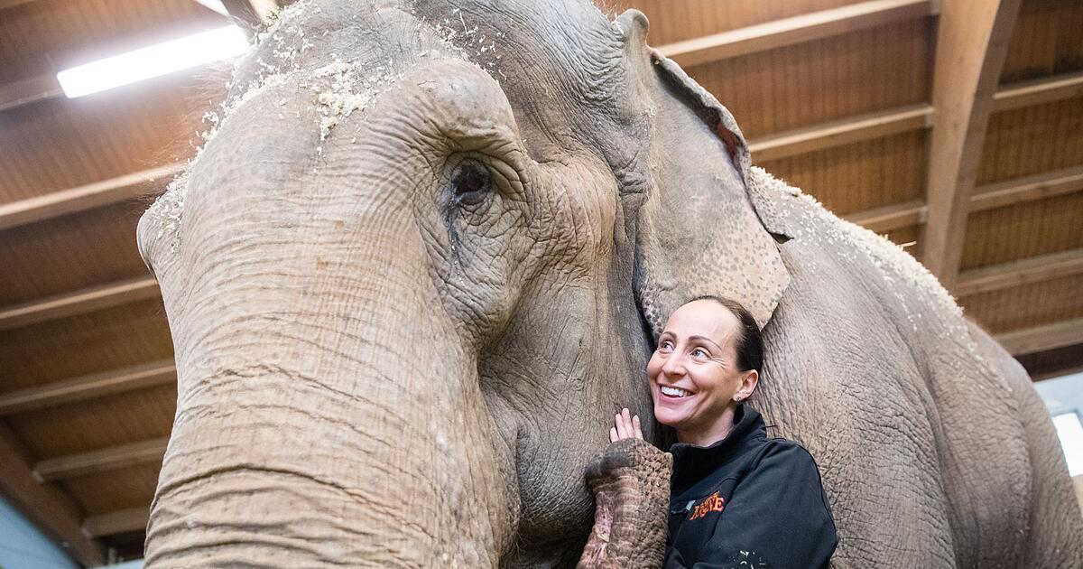 Circus-Krone-trauert-um-Elefantendame-Bara