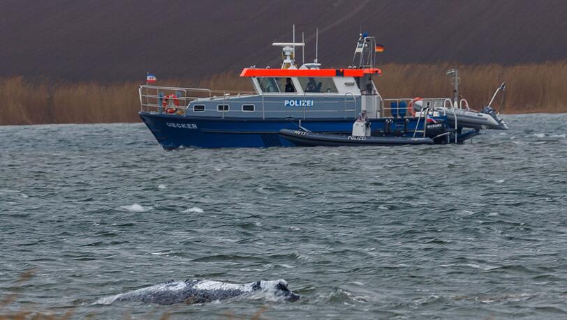 Der Buckelwal vor der Insel Poel schwimmt frei.