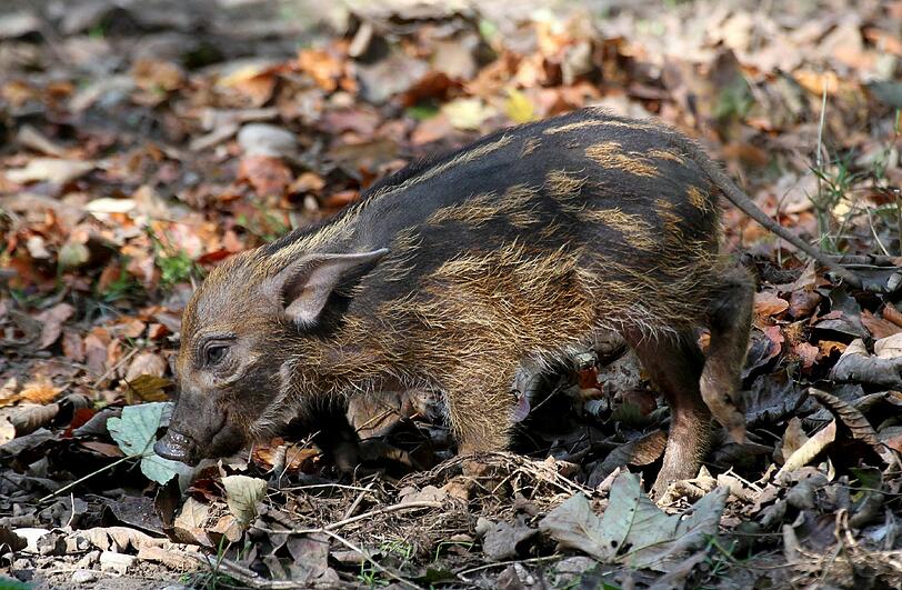 ...könnten Einzelportraits der kleinen Schweinchen zur Gewohnheit werden.