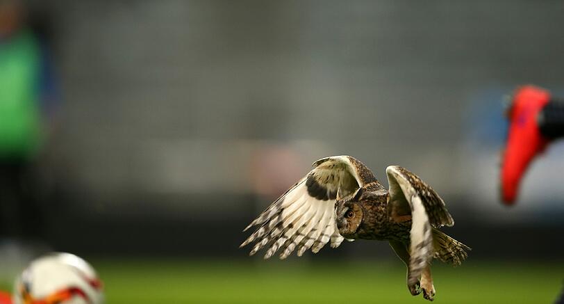 Eine Eule hatte sich am Montagabend zum Spiel des TSV 1860 und Kapitän Christopher Schindler in der Allianz Arena gegen den KSC verirrt.
