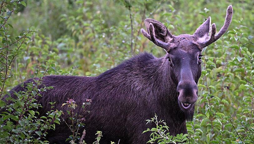 Elch Emil steht zwischen B&uuml;schen. Diese Aufnahme wurde im vergangenen September in &Ouml;sterreich gemacht. (Archivbild)