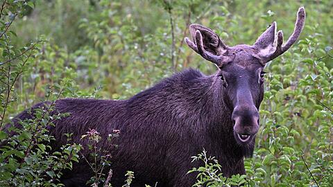 Elch Emil steht zwischen B&uuml;schen. Diese Aufnahme wurde im vergangenen September in &Ouml;sterreich gemacht. (Archivbild)