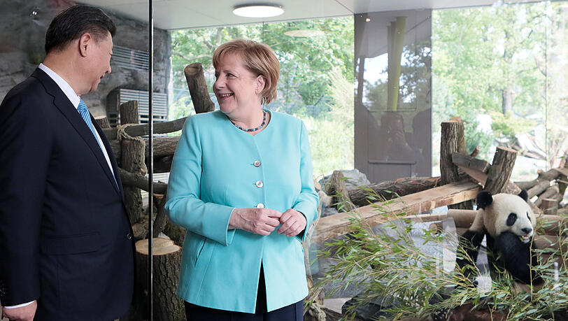 Bundeskanzlerin Angela Merkel und der Staatspräsident von China, Xi Jinping, stehen im Zoo in Berlin bei der Eröffnung der neuen Anlage für zwei Pandabären aus China. Bundeskanzlerin Angela Merkel und der Staatspräsident von China, Xi Jinping, stehen im Zoo in Berlin bei der Eröffnung der neuen Anlage für zwei Pandabären aus China.
