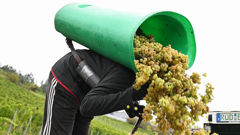 Von Baden bis zum Rheingau ist die Weinlese schon beendet.