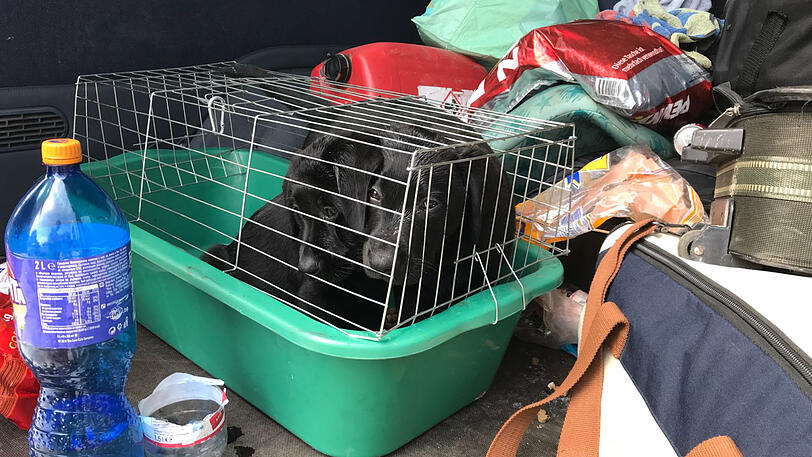 Die Hundewelpen waren in einem schlechten gesundheitlichen Zustand.