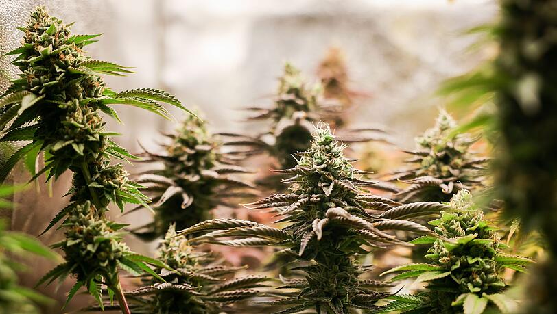 Nach einem Brand im schwäbischen Friedberg ermittelt die Polizei gegen einen 39-Jährigen wegen Verstößen gegen das Cannabisgesetz. (Symbolbild)