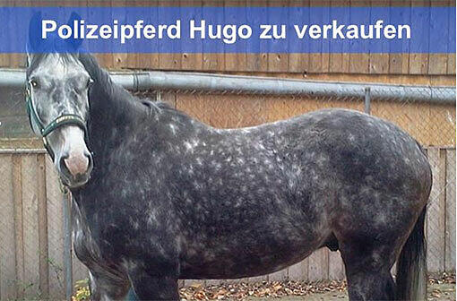 Hugo ist sechs Jahre alt und talentiert - nur eben nicht für den Dienst als Polizeipferd.