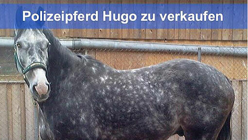 Hugo ist sechs Jahre alt und talentiert - nur eben nicht für den Dienst als Polizeipferd. Hugo ist sechs Jahre alt und talentiert - nur eben nicht für den Dienst als Polizeipferd.
