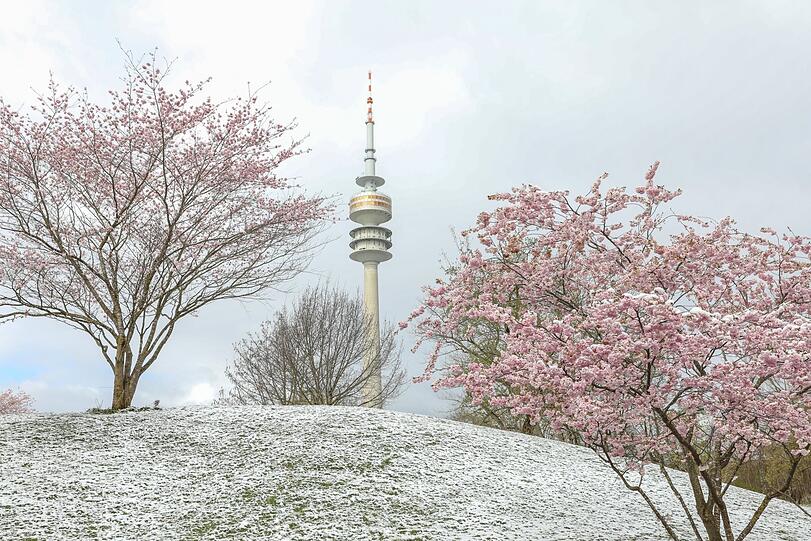 Selbst diejenigen, die mit dem Wintereinbruch im April wenig anfangen können, werden zugeben: Diese Kombination aus rosa Blüten und weißem Schnee sieht hübsch aus.