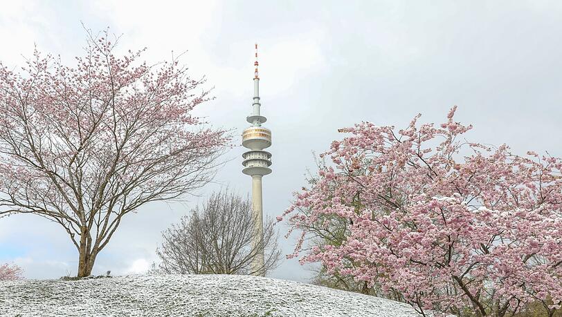 Selbst diejenigen, die mit dem Wintereinbruch im April wenig anfangen können, werden zugeben: Diese Kombination aus rosa Blüten und weißem Schnee sieht hübsch aus. Selbst diejenigen, die mit dem Wintereinbruch im April wenig anfangen können, werden zugeben: Diese Kombination aus rosa Blüten und weißem Schnee sieht hübsch aus.