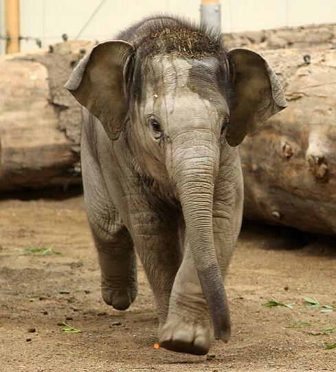 Der sieben Monate Elefantenbulle aus dem Münchner Tierpark Hellabrunn ist am Freitag auf den Namen Ludwig getauft worden. Die süßen Fotos.