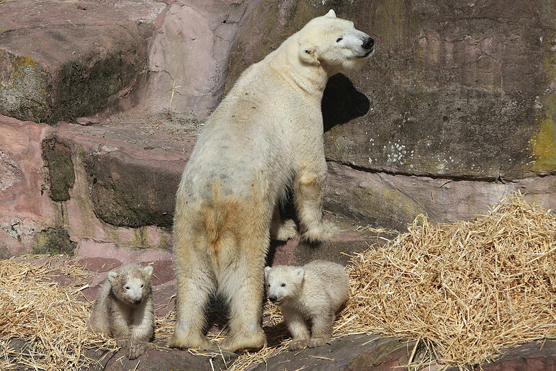 Unsere Eisbärchen Aleut und Gregor mit Mama Vera bei ihrem ersten Ausflug im Freigehege.