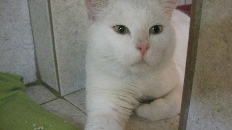 Wer kennt diesen Schneekönig-Kater?
