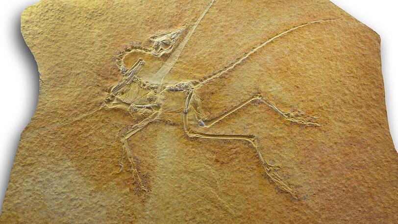 Das versteinerte Skelett eines Archaeopteryx. Nur zwölf dieser Fossilien wurden bislang gefunden – von einem fehlt jede Spur. Das versteinerte Skelett eines Archaeopteryx. Nur zwölf dieser Fossilien wurden bislang gefunden – von einem fehlt jede Spur.