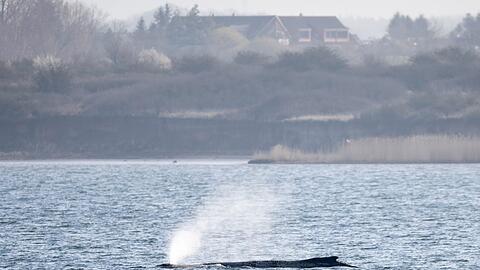 Der in der Ostsee liegende Wal besch&auml;ftigt seit Tagen Menschen in zahlreichen L&auml;ndern. (Archivbild)