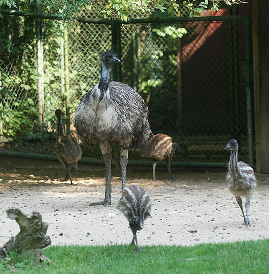 Mittlerweile sind die kleinen Emus knapp zweieinhalb Monate alt, und auf der Hellabrunner Gemeinschaftsanlage von Emus und Riesenkängurus ist einiges geboten