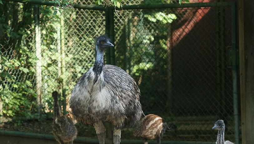 Mittlerweile sind die kleinen Emus knapp zweieinhalb Monate alt, und auf der Hellabrunner Gemeinschaftsanlage von Emus und Riesenkängurus ist einiges geboten Mittlerweile sind die kleinen Emus knapp zweieinhalb Monate alt, und auf der Hellabrunner Gemeinschaftsanlage von Emus und Riesenkängurus ist einiges geboten