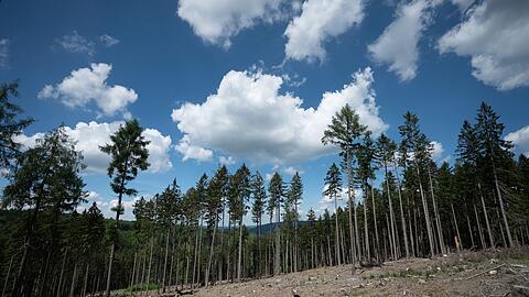 Trockene Bäume liegen in einer kahlen Stelle im Wald. Die Weltwirtschaft droht einer Studie zufolge durch Klimafolgen stark zu schrumpfen.