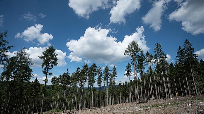 Trockene Bäume liegen in einer kahlen Stelle im Wald. Die Weltwirtschaft droht einer Studie zufolge durch Klimafolgen stark zu schrumpfen.