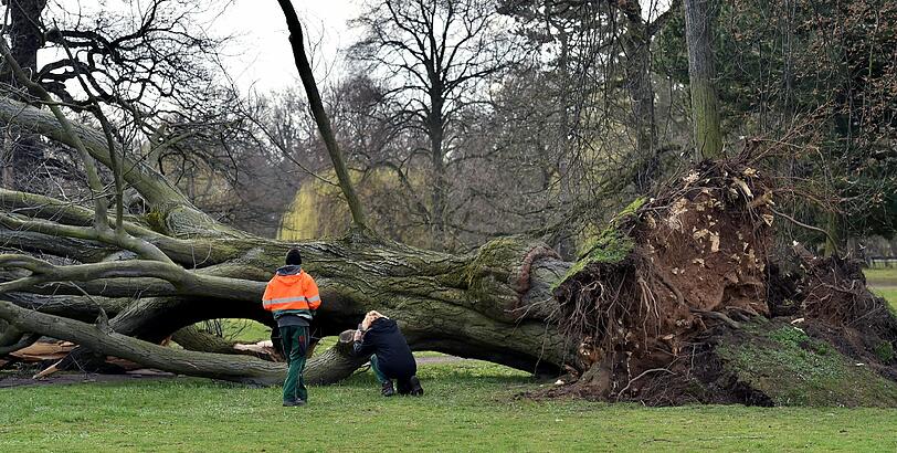 Niklas schaffte es in Leipzig in einem Park diesen Baum komplett zu entwurzeln.