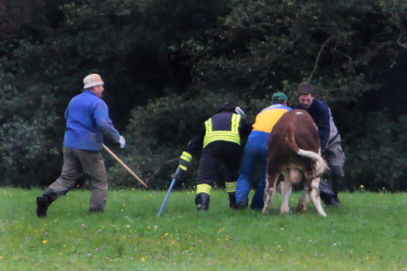In einer spektakulären Aktion hat die Feuerwehr einen in der Nacht von Samstag auf Sonntag ausgebrochenen Stier wieder eingefangen - die Bilder.