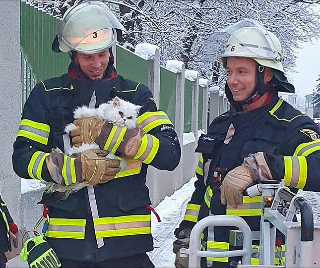 Die Feuerwehr München hat eine Katze von einem Baum gerettet.