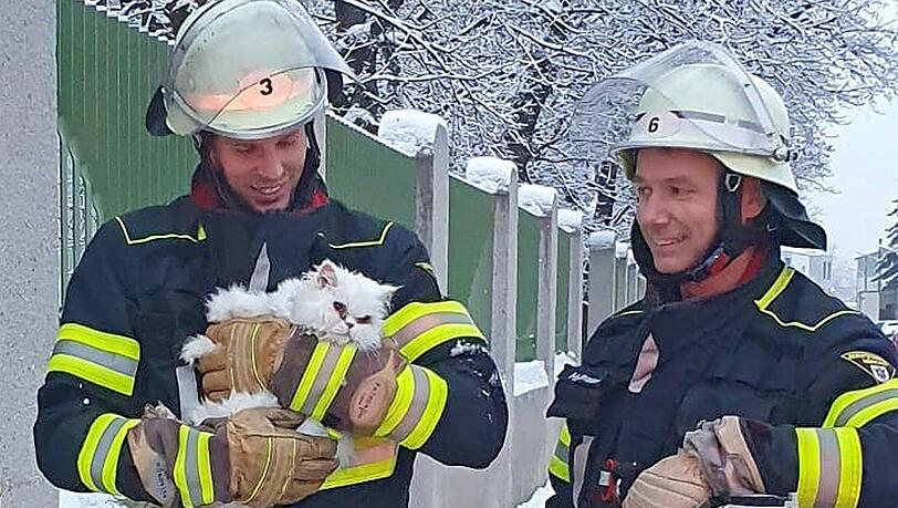 Die Feuerwehr München hat eine Katze von einem Baum gerettet. Die Feuerwehr München hat eine Katze von einem Baum gerettet.