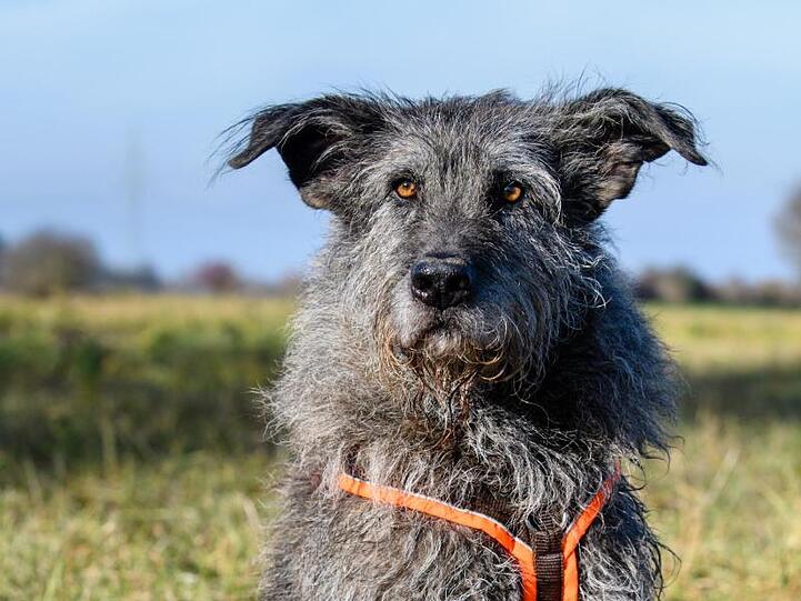 "Archaeo-Dog" Flintstone erschnüffelt Menschenknochen. Foto: Matthias Balk