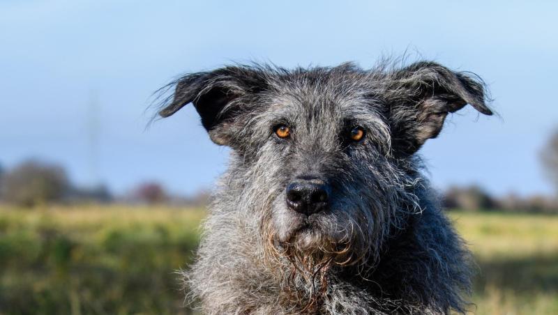 "Archaeo-Dog" Flintstone erschnüffelt Menschenknochen. Foto: Matthias Balk