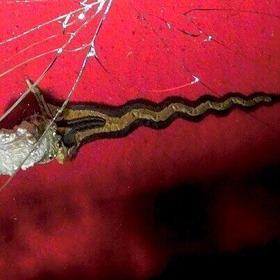 Dieses Flammenschwert hat einen aus Kamelbein geschnitzten Griff. Dieses Flammenschwert hat einen aus Kamelbein geschnitzten Griff.