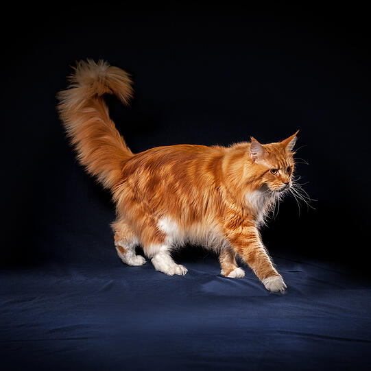 Die Maine Coon, eine der ältesten nordamerikanischen Rassen, wird erstmals 1861 erwähnt und war als Rasse bereits vor über 100 Jahren etabliert. Verschiedene Legenden ranken sich um ihre Abstammung: Eine besagt, sie sei bei der Paarung einer Katze mit einem Waschbär (engl. raccoon
oder coon) entstanden &ndash; eine hübsche, aber unmögliche Idee.