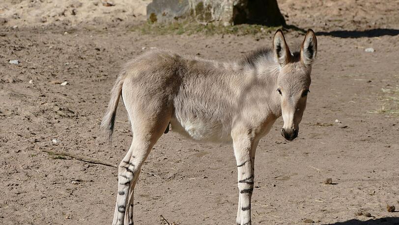 Ein Wildesel in Tiergarten Nürnberg. De dierentuin beschermt zichzelf tegen de kunst die we in Kasakhstan zien.