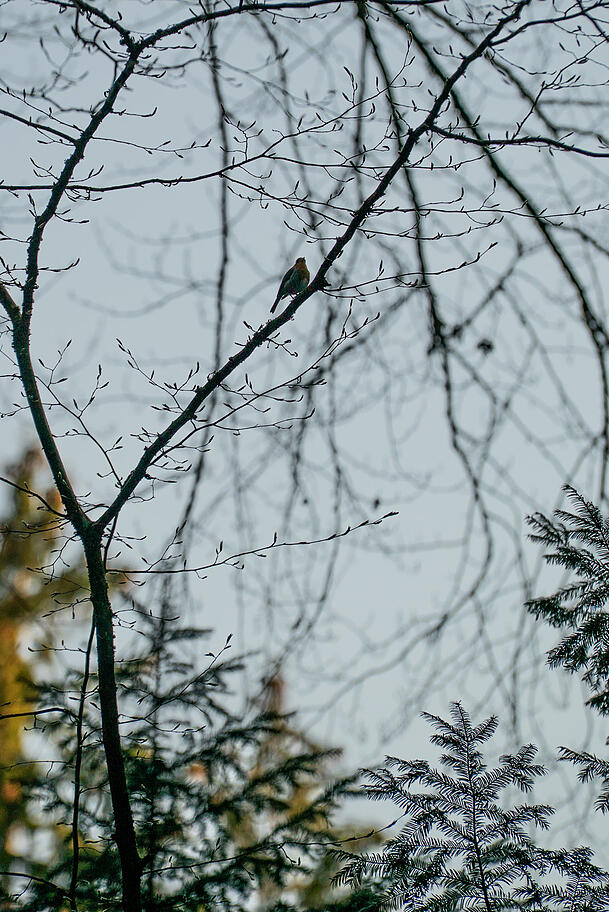 Ein Rotkehlchen genießt den Abend im Waldfriedhof.