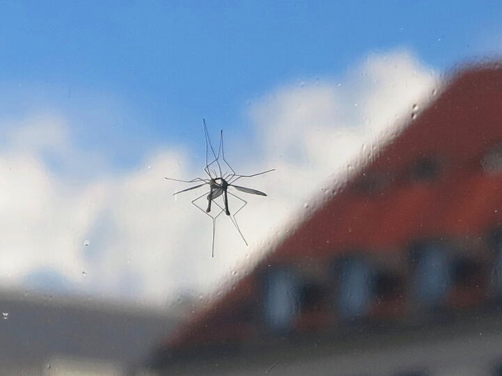 Es trafen sich am Sonntagnachmittag zwei Paparazzi im Marienhof:
ein AZ-Leser mit Fotoaparat und eine Schnake sitzend an einem verspiegeltem Glas.