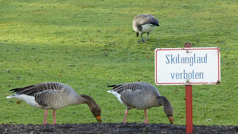 Ab in den Park! Das Klima ist mild, jetzt am Montag sollen die Temperaturen noch einmal auf laue 7 Grad klettern – also ab nach draußen. Auch in den nächsten Tagen bleibt es mild. Kennen Sie eigentlich alle Parks der Stadt? Erkunden Sie doch einmal die unbekannten Ecken der Heimat. Neuer Spielplatz gleich neues Abenteuer. Andere Teiche, andere Enten, die gefüttert werden wollen. Nur eins ist verboten: Langlaufen im Nymphenburger Schlosspark. Mehr Freizeit-Tipps finden Sie in der Bildergalerie. Ab in den Park! Das Klima ist mild, jetzt am Montag sollen die Temperaturen noch einmal auf laue 7 Grad klettern – also ab nach draußen. Auch in den nächsten Tagen bleibt es mild. Kennen Sie eigentlich alle Parks der Stadt? Erkunden Sie doch einmal die unbekannten Ecken der Heimat. Neuer Spielplatz gleich neues Abenteuer. Andere Teiche, andere Enten, die gefüttert werden wollen. Nur eins ist verboten: Langlaufen im Nymphenburger Schlosspark. Mehr Freizeit-Tipps finden Sie in der Bildergalerie.