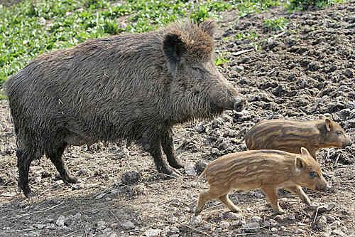 Eine Rotte aus zwölf Wildschweine fiel am Morgen in Waldtrudering in die Gärten der Nachbarschaft ein.