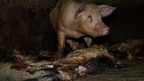 Der Schweinemastbetrieb hat seit Jahresbeginn einen neuen Eigent&uuml;mer und die Missst&auml;nde wurden laut einer Mitteilung der Veterin&auml;rbeh&ouml;rden beendet.