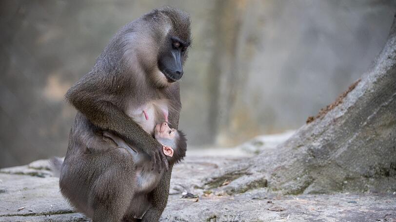 Baby Shari und seine Mutter Kaduna im Tierpark Hellabrunn.
