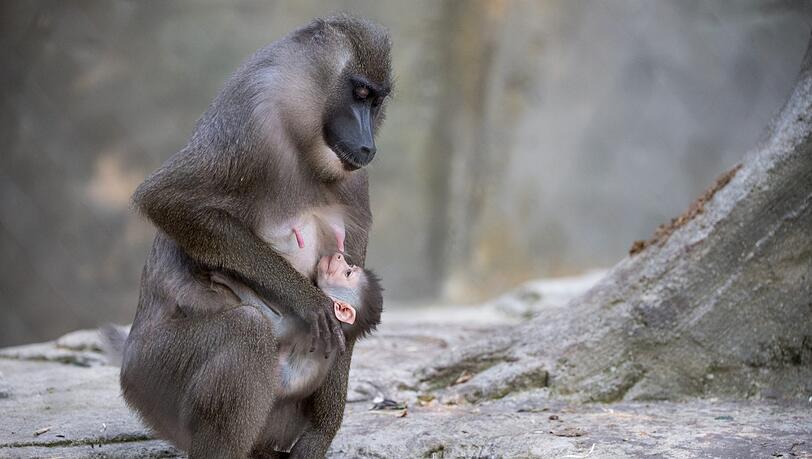 Baby Shari und seine Mutter Kaduna im Tierpark Hellabrunn. Baby Shari und seine Mutter Kaduna im Tierpark Hellabrunn.